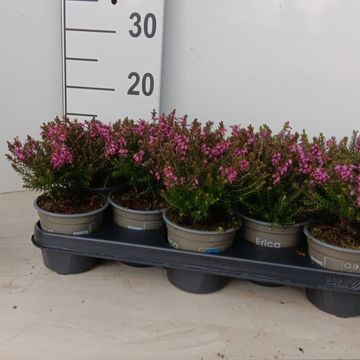 Erica x darleyensis 'J.W. Porter'
