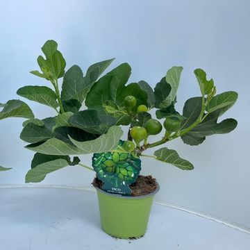 Ficus carica