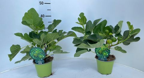 Ficus carica