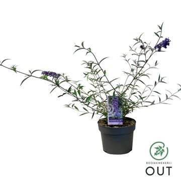 Buddleja davidii 'Nanho Blue'