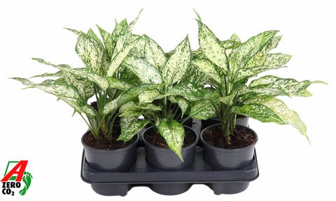 Aglaonema 'White Diamond'