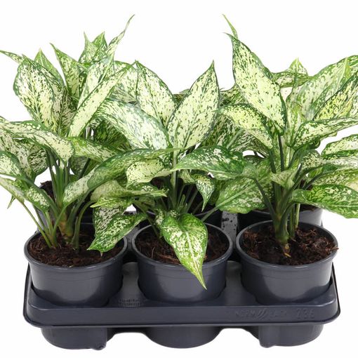 Aglaonema 'White Diamond'