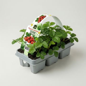Fragaria x ananassa 'Ostara'