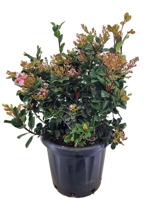 Rhaphiolepis indica SPRINGTIME