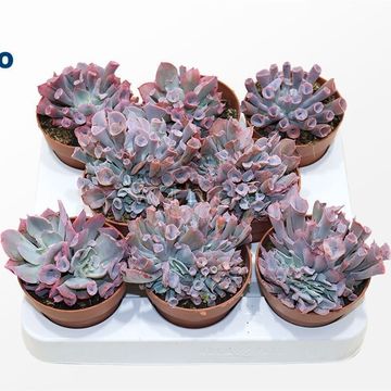 Echeveria 'Trumpet Pinky'
