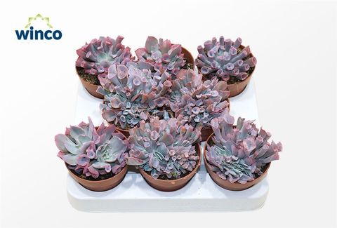 Echeveria 'Trumpet Pinky'