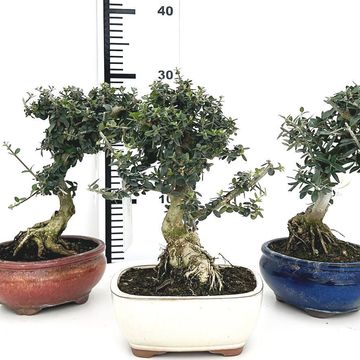 Olea europaea sylvestris