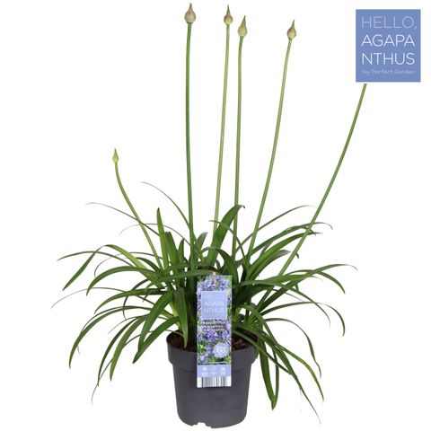 Agapanthus EVERPANTHUS EVER SAPPHIRE