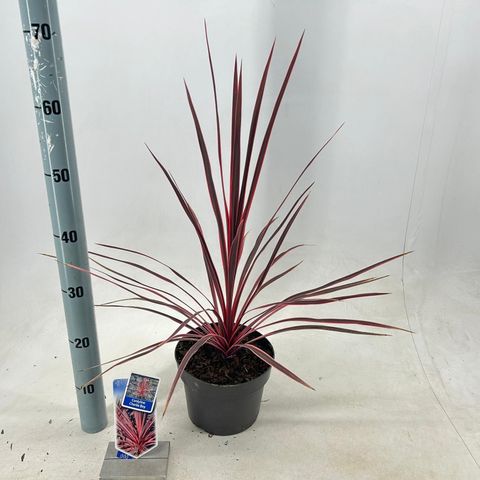 Cordyline australis CHARLIE BOY