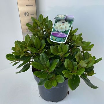 Rhododendron 'Flava'