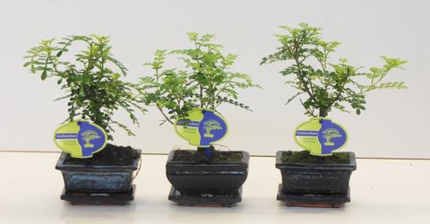 Zanthoxylum piperitum