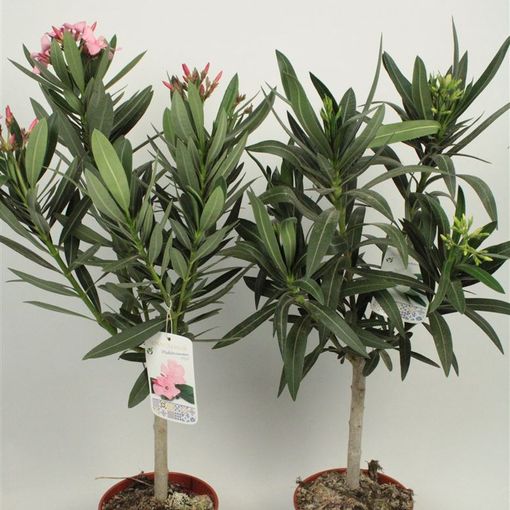 Nerium oleander MIX