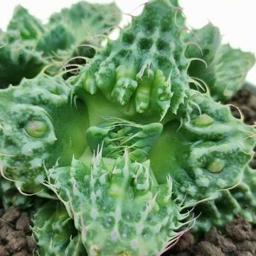 Faucaria tuberculosa 'Super Warty'