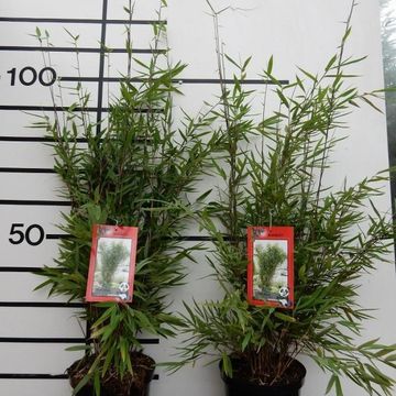 Fargesia 'Winter Joy'