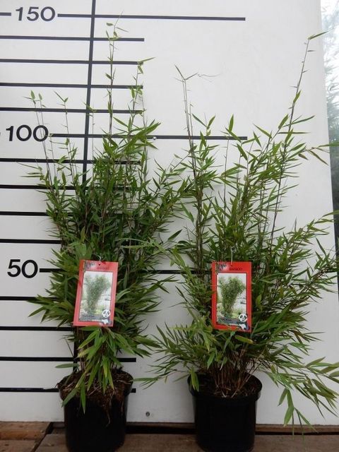 Fargesia 'Winter Joy'