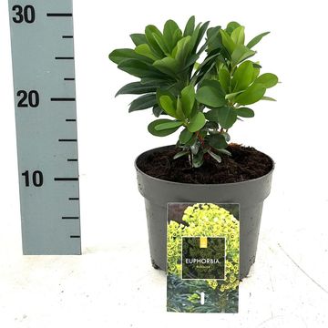 Euphorbia amygdaloides robbiae