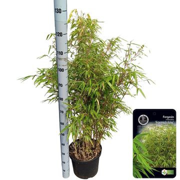 Fargesia robusta 'Formidable'