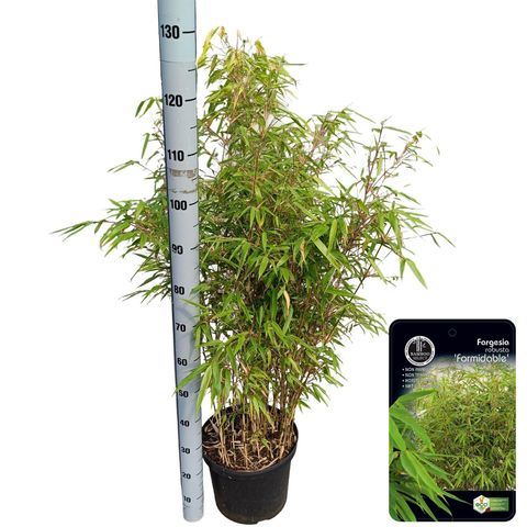 Fargesia robusta 'Formidable'