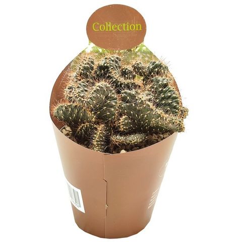 Cylindropuntia fulgida cristata