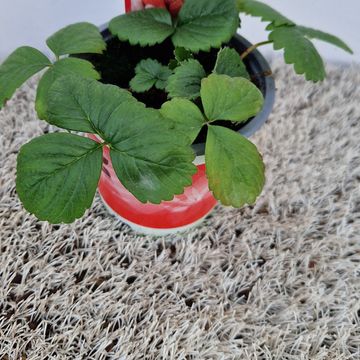 Fragaria x ananassa 'Toscana'