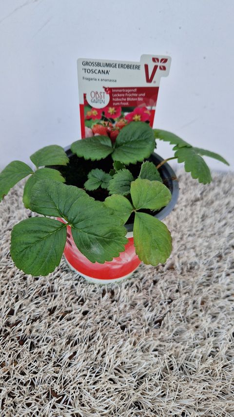 Fragaria x ananassa 'Toscana'