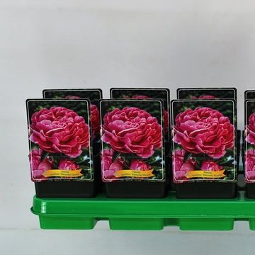 Paeonia 'Alexander Fleming'