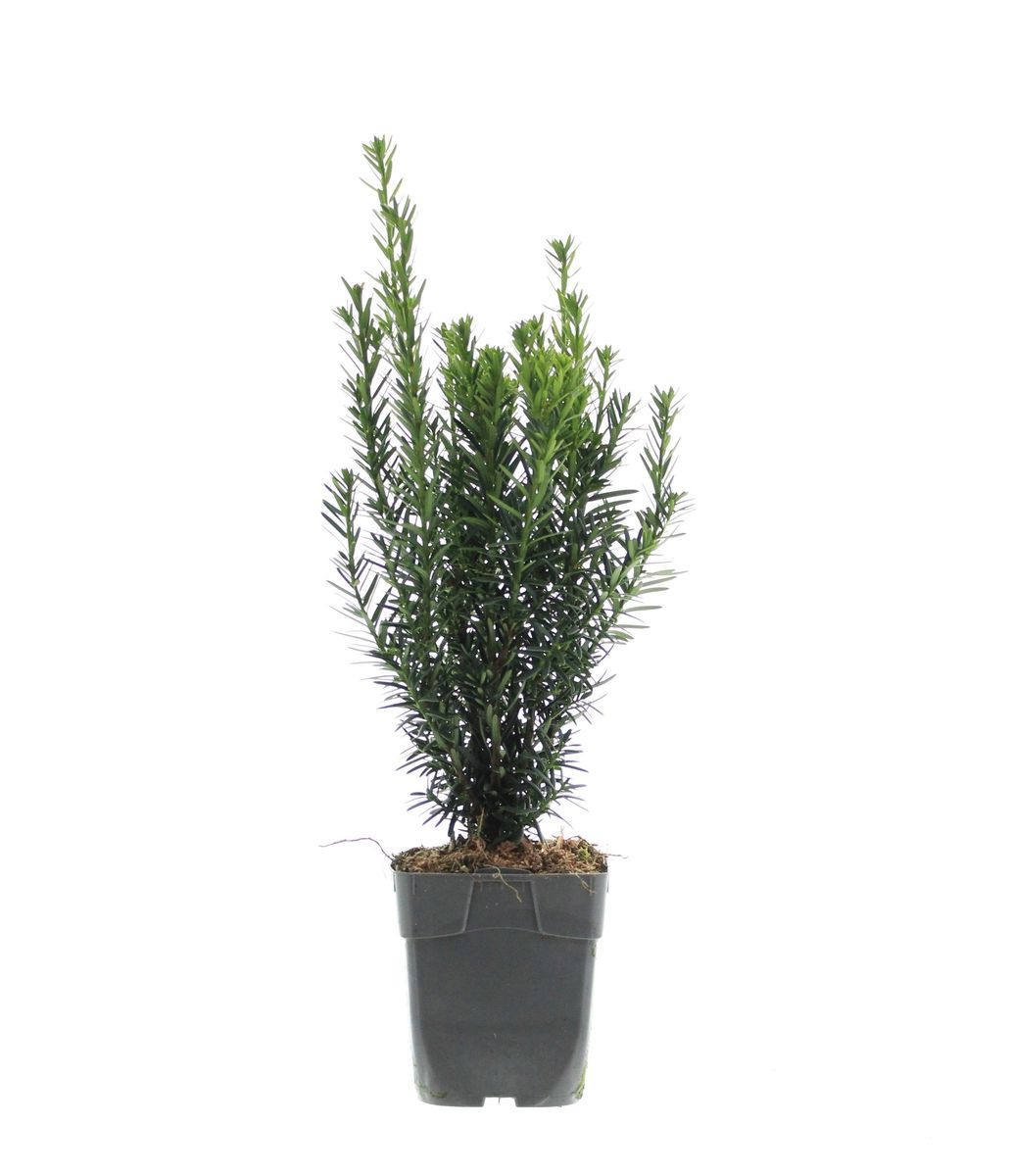thuja brabant oder martin Thuja plicata 'Martin' (Lebensbaum) | 60-80 cm mit Wurzelballen main image 0