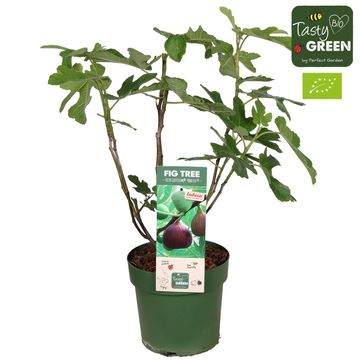 Ficus carica 'Gustissimo Perretta'