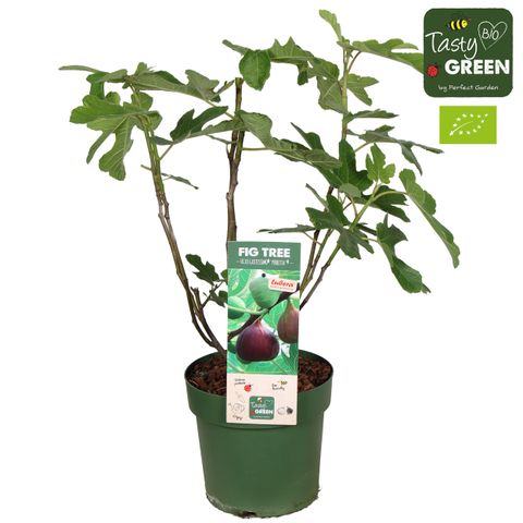 Ficus carica 'Gustissimo Perretta'