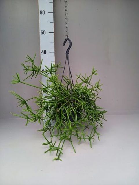 Rhipsalis prismatica