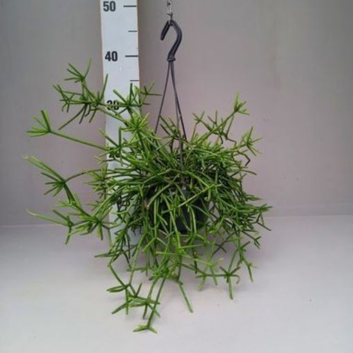 Rhipsalis prismatica