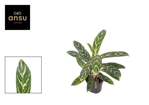 Aglaonema 'Ivy Green'