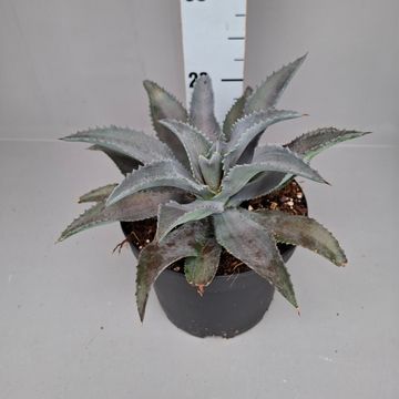 x Mangave 'Silver Fox'