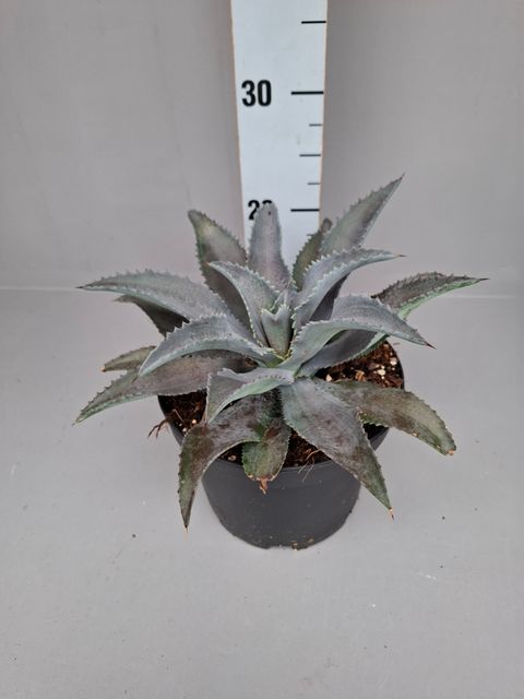 x Mangave 'Silver Fox'