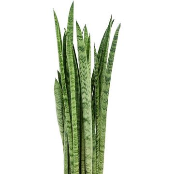 Sansevieria zeylanica 'Narrow'