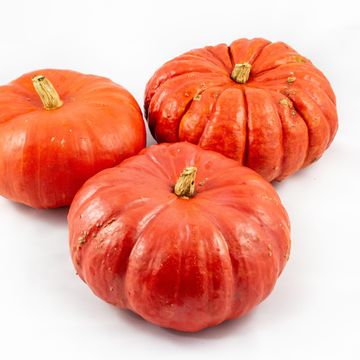 Cucurbita maxima 'Rouge Vif d'Etampes'