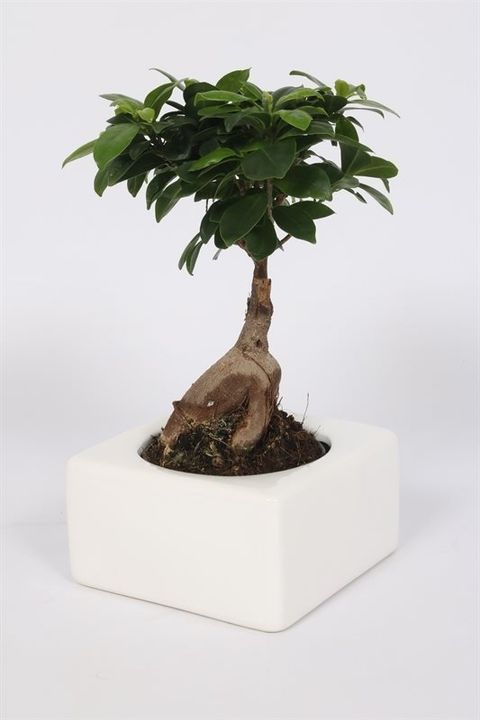 Ficus microcarpa 'Ginseng'
