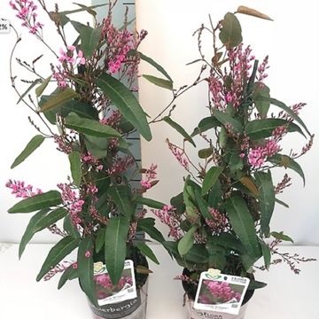 Hardenbergia violacea CANDY WRAPPER