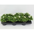 Petunia SURFINIA WHITE