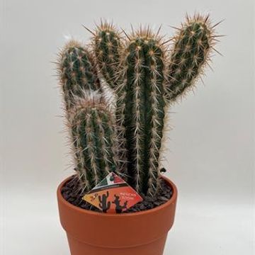 Pilosocereus gounellei