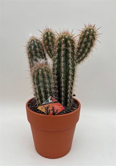 Pilosocereus gounellei
