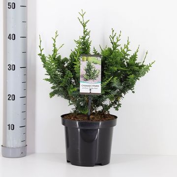 Chamaecyparis pisifera 'Teddy Bear'