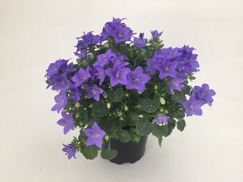 Campanula portenschlagiana 'Midnight Ocean'