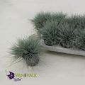 Festuca glauca 'Eisvogel'