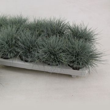 Festuca glauca 'Eisvogel'