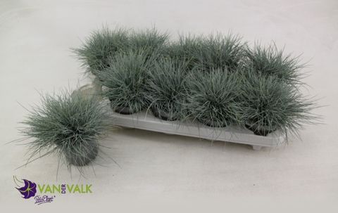 Festuca glauca 'Eisvogel'