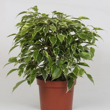 Ficus benjamina KINKY