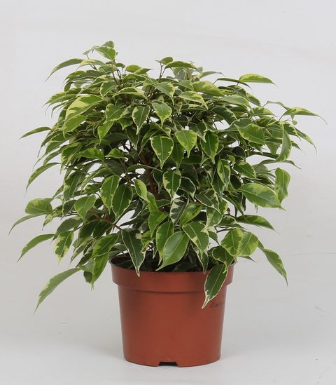 Ficus benjamina KINKY