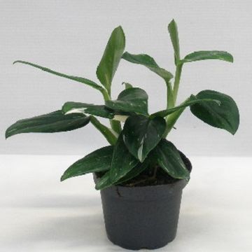 Philodendron 'Cobra'