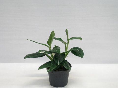 Philodendron 'Cobra'